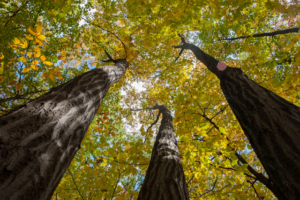 London Ontario Trees