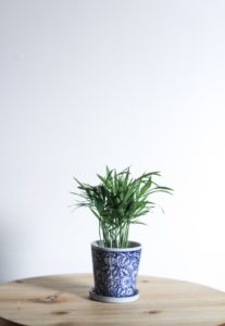 plant decor on table - rustix